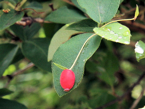 Lonicera gracilipes var. glabra