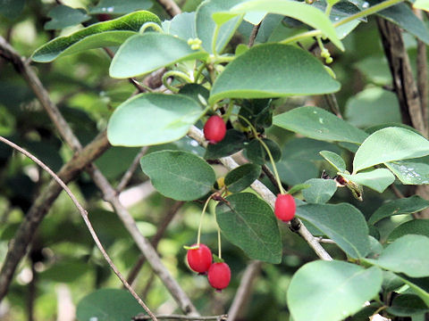 Lonicera gracilipes var. glabra