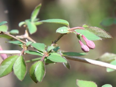 Lonicera gracilipes var. glabra