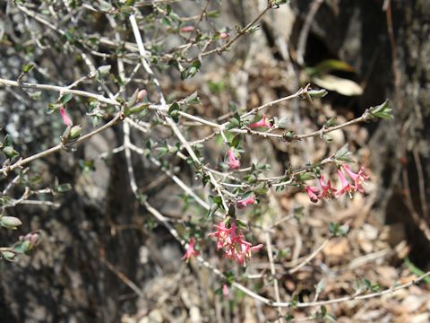 Lonicera gracilipes var. glabra