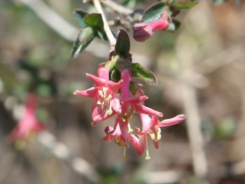 Lonicera gracilipes var. glabra