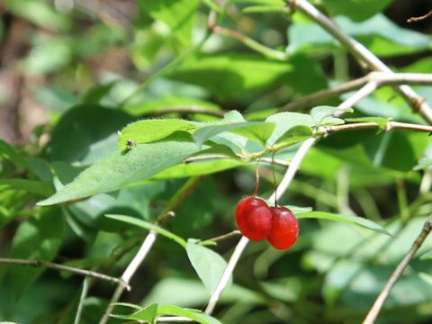 Lonicera gracilipes var. glabra