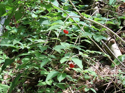 Lonicera gracilipes var. glabra