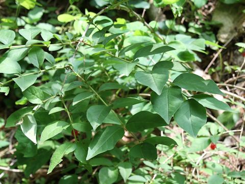 Lonicera gracilipes var. glabra