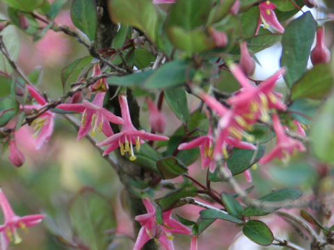 Lonicera gracilipes var. glabra