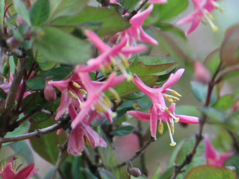 Lonicera gracilipes var. glabra