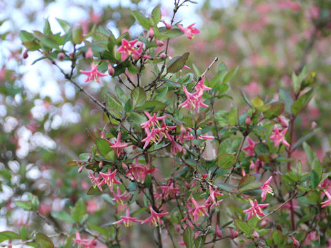 Lonicera gracilipes var. glabra