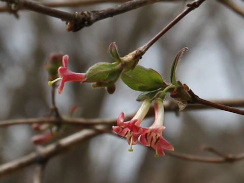 Lonicera gracilipes var. glabra