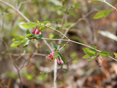 Lonicera gracilipes var. glabra