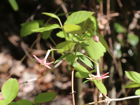 Lonicera gracilipes var. glabra
