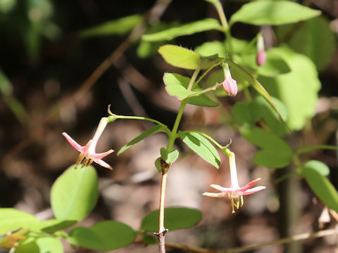 Lonicera gracilipes var. glabra