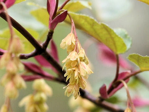 Acer crataegifolium