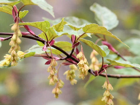 Acer crataegifolium