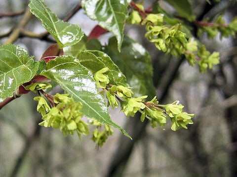 Acer crataegifolium