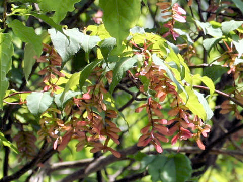 Acer crataegifolium