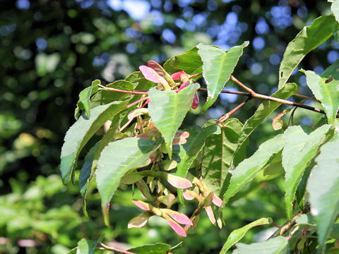 Acer crataegifolium