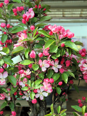 Malus prunifolia var. rinki