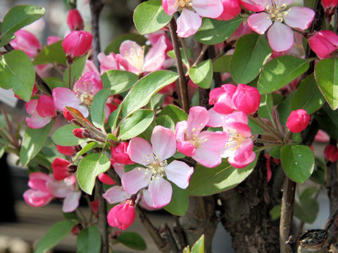 Malus prunifolia var. rinki