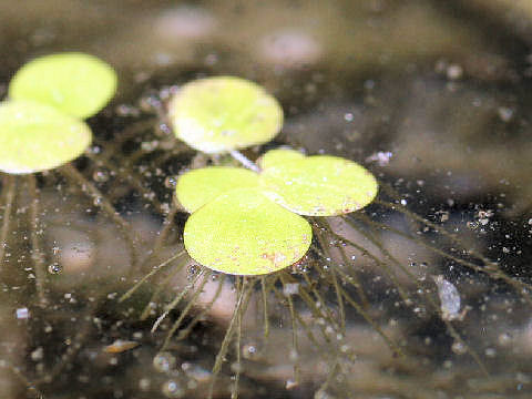 Spirodela polyrhiza