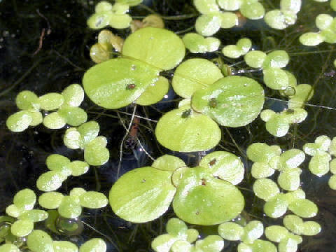 Spirodela polyrhiza