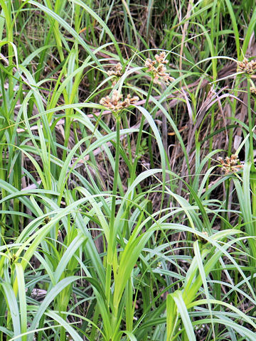 Bolboschoenus fluviatilis ssp. yagara