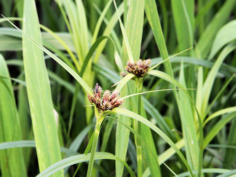 Bolboschoenus fluviatilis ssp. yagara