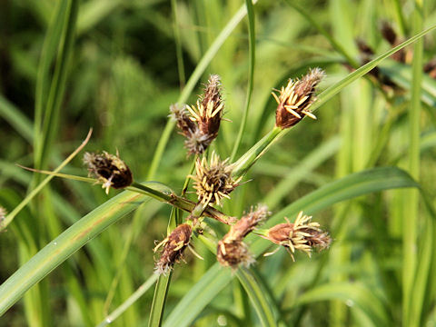 Bolboschoenus fluviatilis ssp. yagara