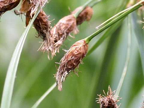 Bolboschoenus fluviatilis ssp. yagara