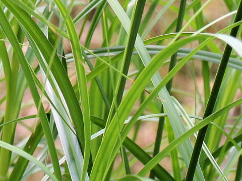 Bolboschoenus fluviatilis ssp. yagara