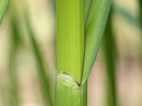 Bolboschoenus fluviatilis ssp. yagara