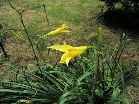 Hemerocallis citrina