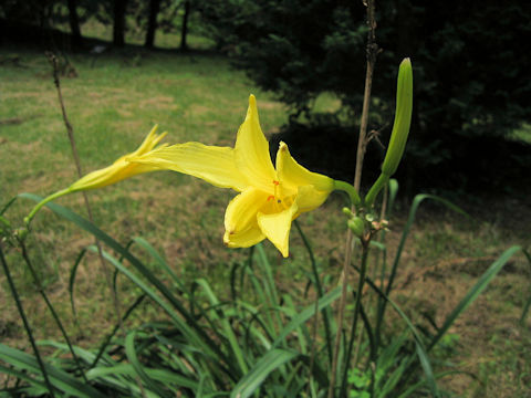 Hemerocallis citrina