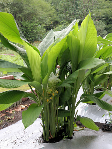 Curcuma domestica