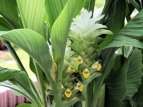 Curcuma domestica