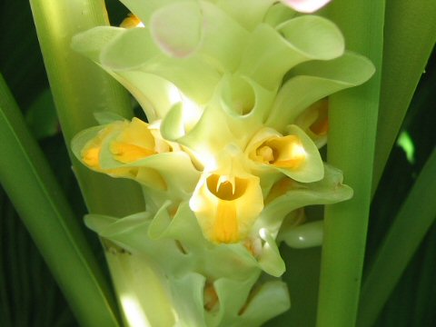 Curcuma domestica