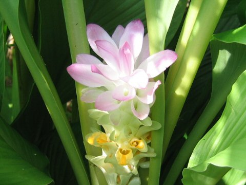 Curcuma domestica