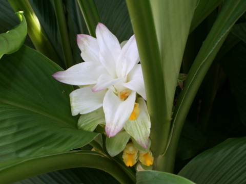 Curcuma domestica