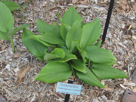 Curcuma domestica