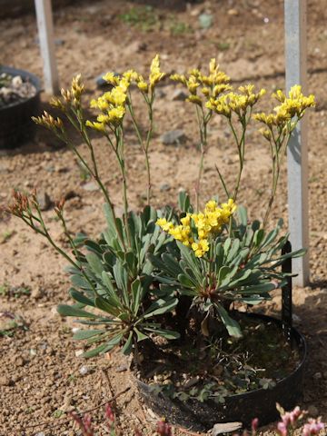 Limonium wrightii var. wrightii