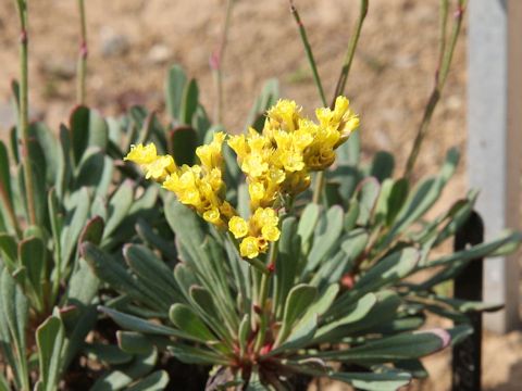 Limonium wrightii var. wrightii