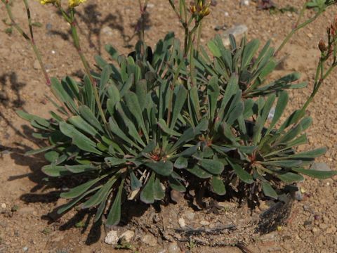 Limonium wrightii var. wrightii