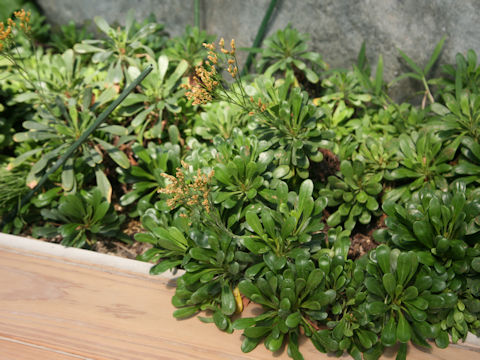 Limonium wrightii var. wrightii