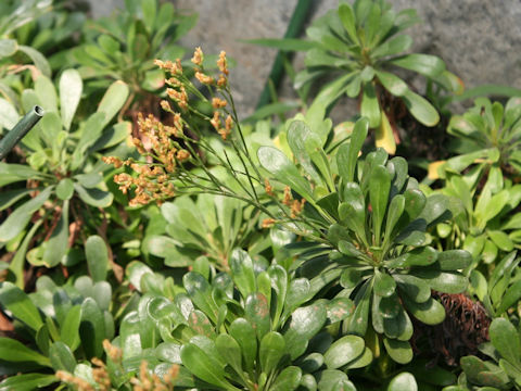 Limonium wrightii var. wrightii