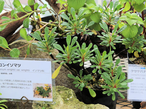 Limonium wrightii var. wrightii