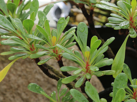 Limonium wrightii var. wrightii