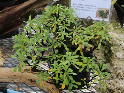 Limonium wrightii var. wrightii