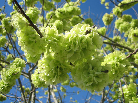 Prunus lannesiana cv. Grandiflora