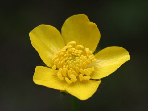 Ranunculus japonicus