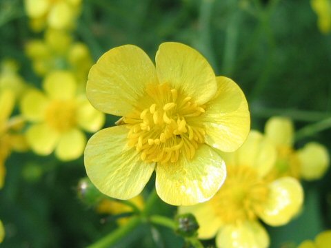 Ranunculus japonicus