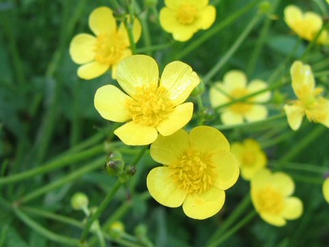 Ranunculus japonicus